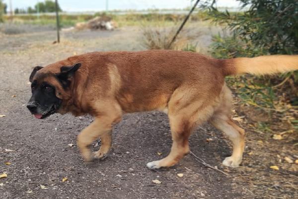 Tyson gigante dal carattere mite (nato intorno al 2014) Foto 3